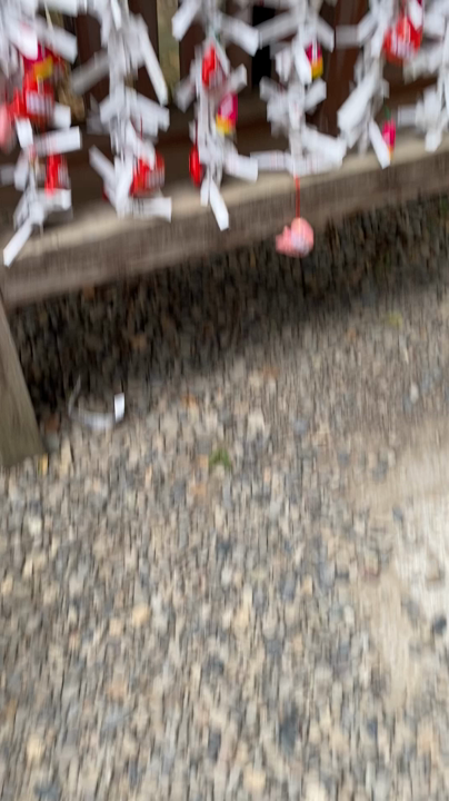 川越氷川神社の写真・動画_video_10079