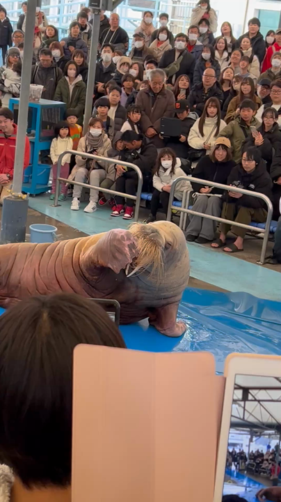 セイウチ ツララちゃん