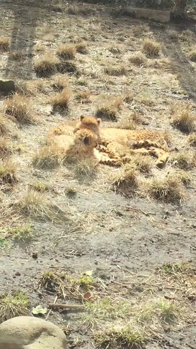 チーターの赤ちゃん