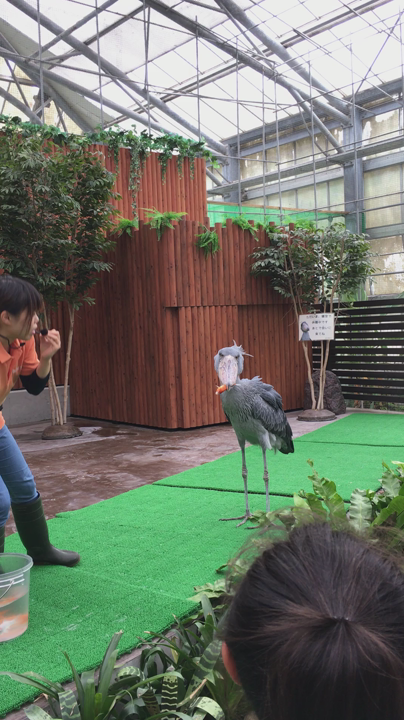 ハシビロコウの芸？