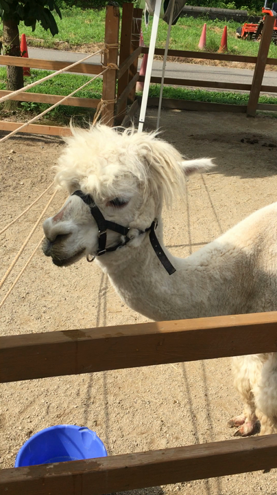 山古志アルパカ牧場の写真・動画_video_1221