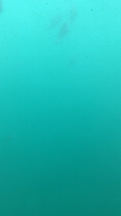 水中展望室から眺める魚の群れ
