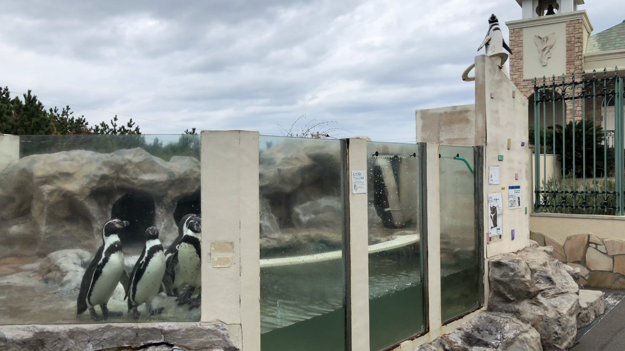 ペンギン