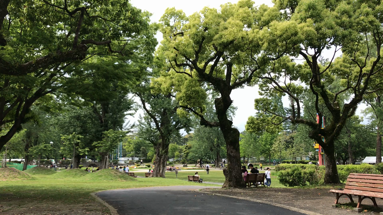 たんぽぽの綿毛が飛んでいる
