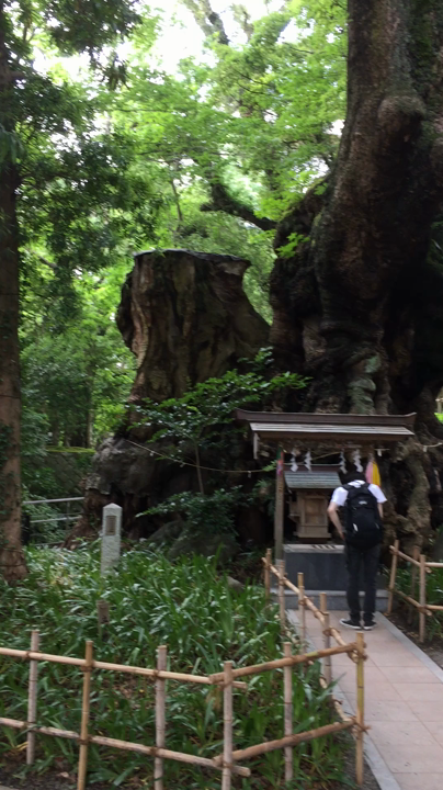 大楠