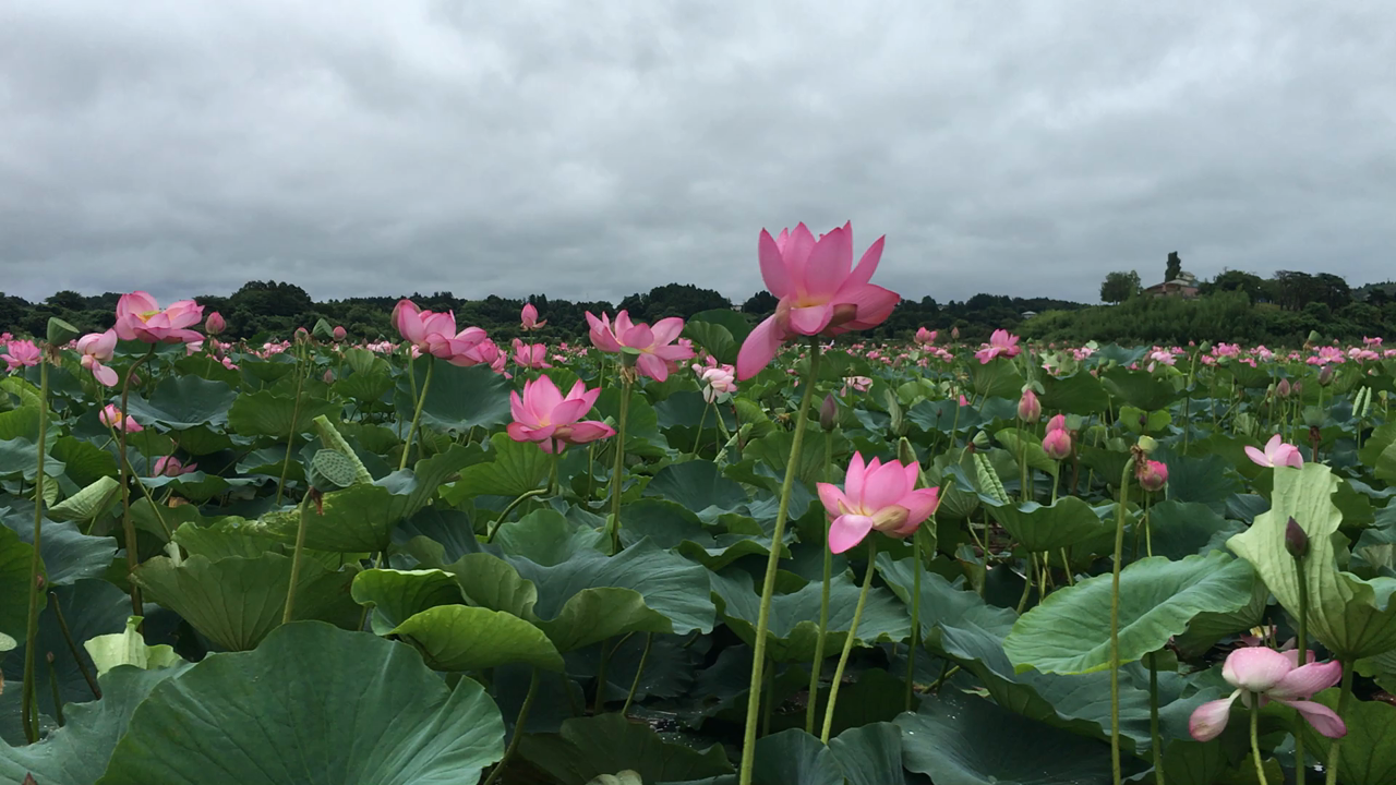 果てしなく続くハス天国行き