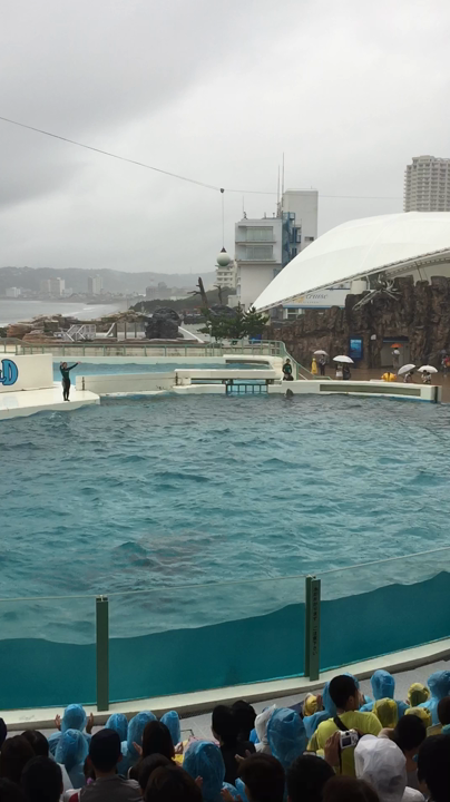 シャチのショー