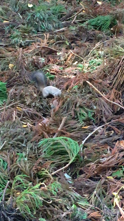 円山公園の写真・動画_video_2235