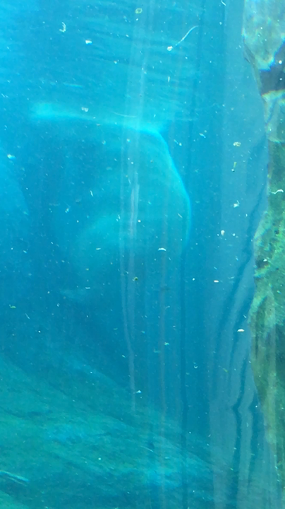 円山動物園の写真・動画_video_2236