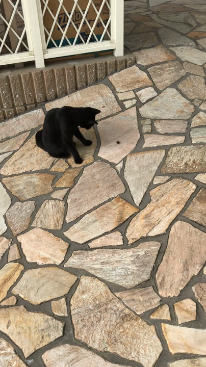 猫vs蜂