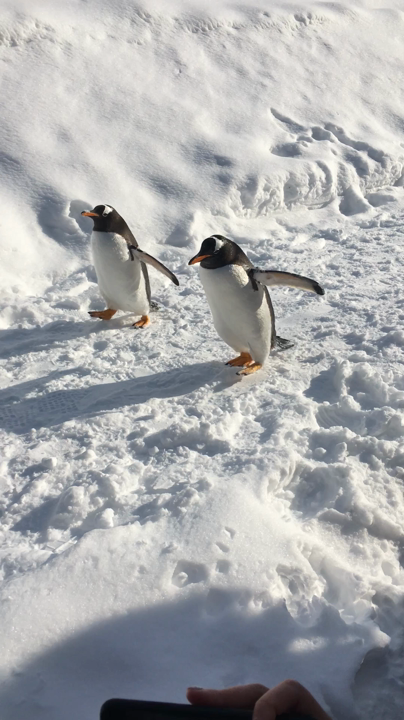 ペンギン散歩