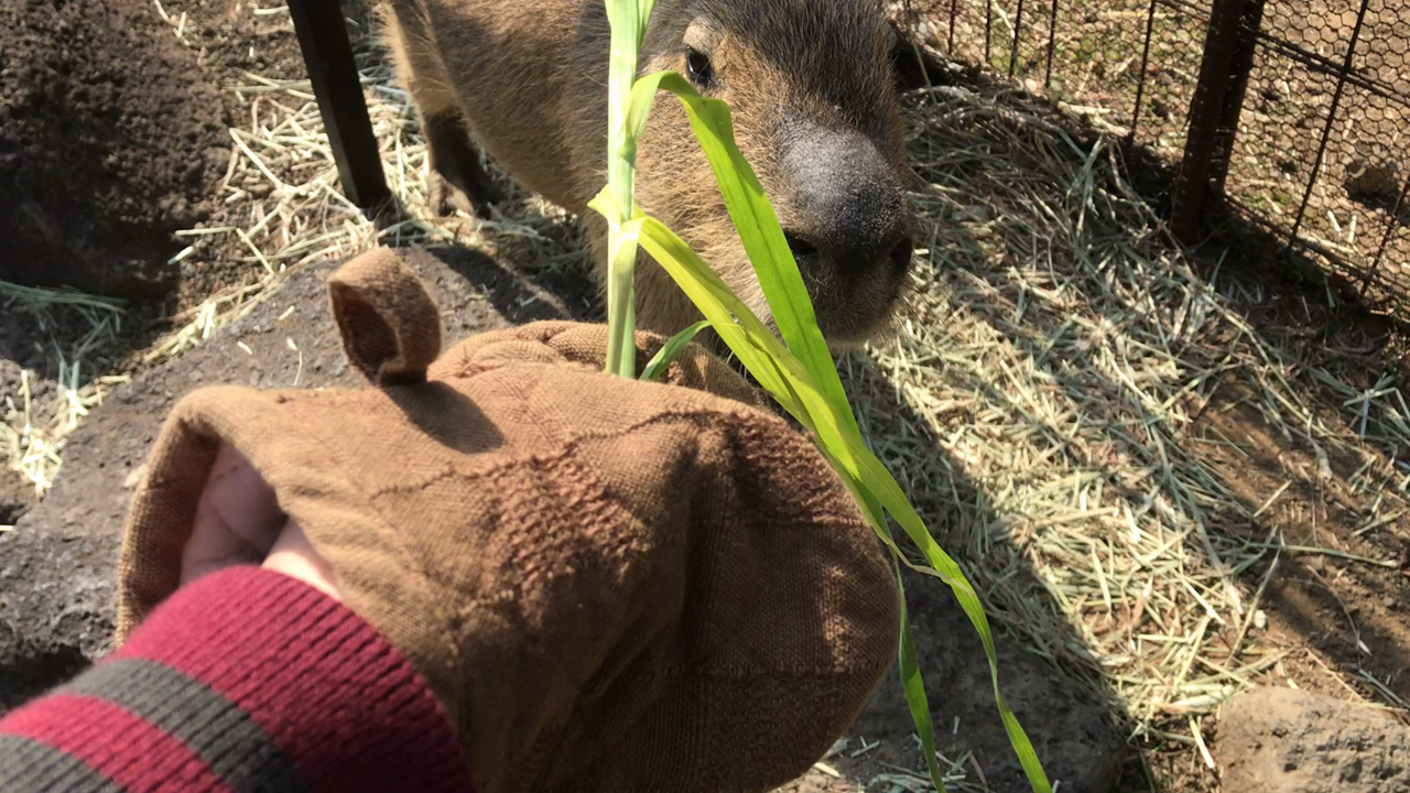 カピバラさんたちがお出迎え