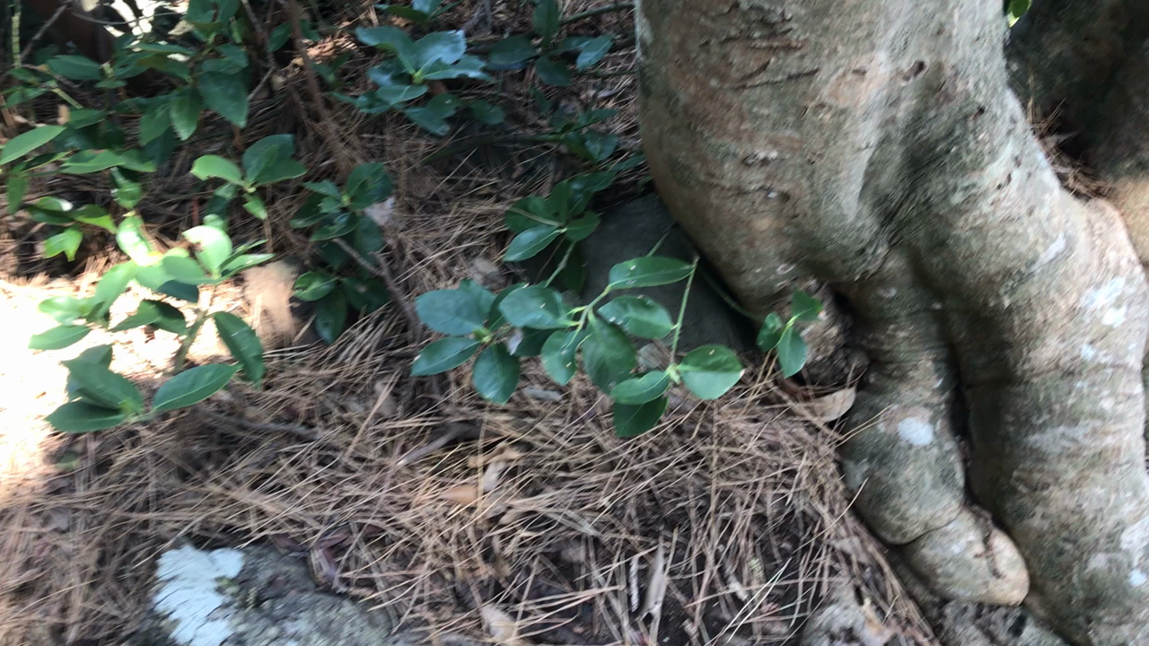 自然を感じる道