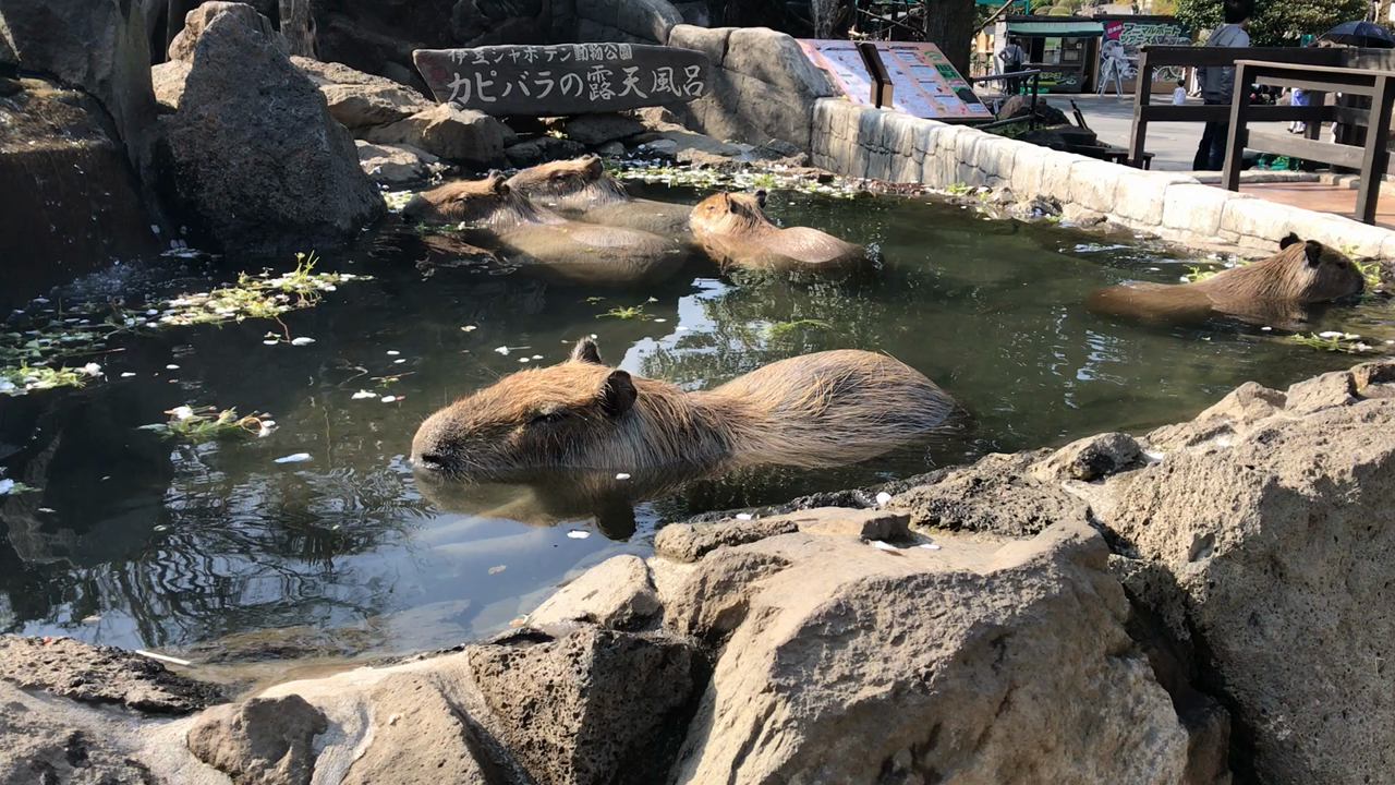 カピバラの露天風呂
