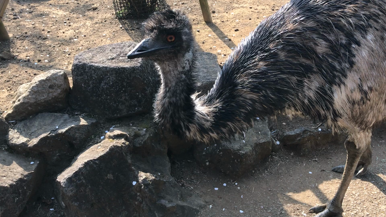 とにかく動物が身近