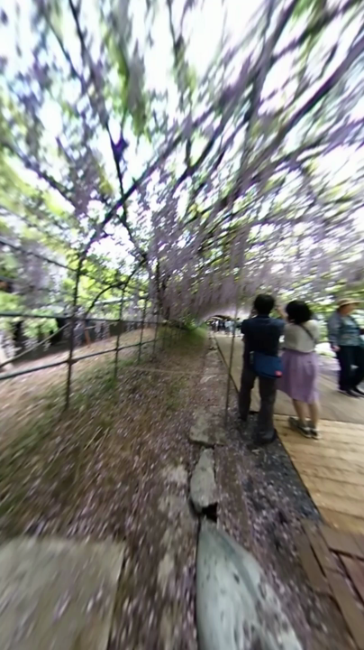 河内藤園 周遊