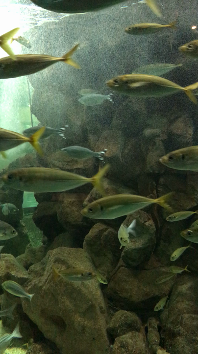 群れを成して優雅に泳ぐ魚たち