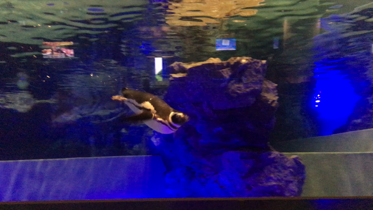 ペンギン