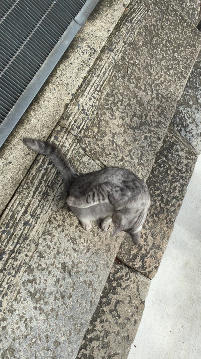 人懐っこい野良猫たち