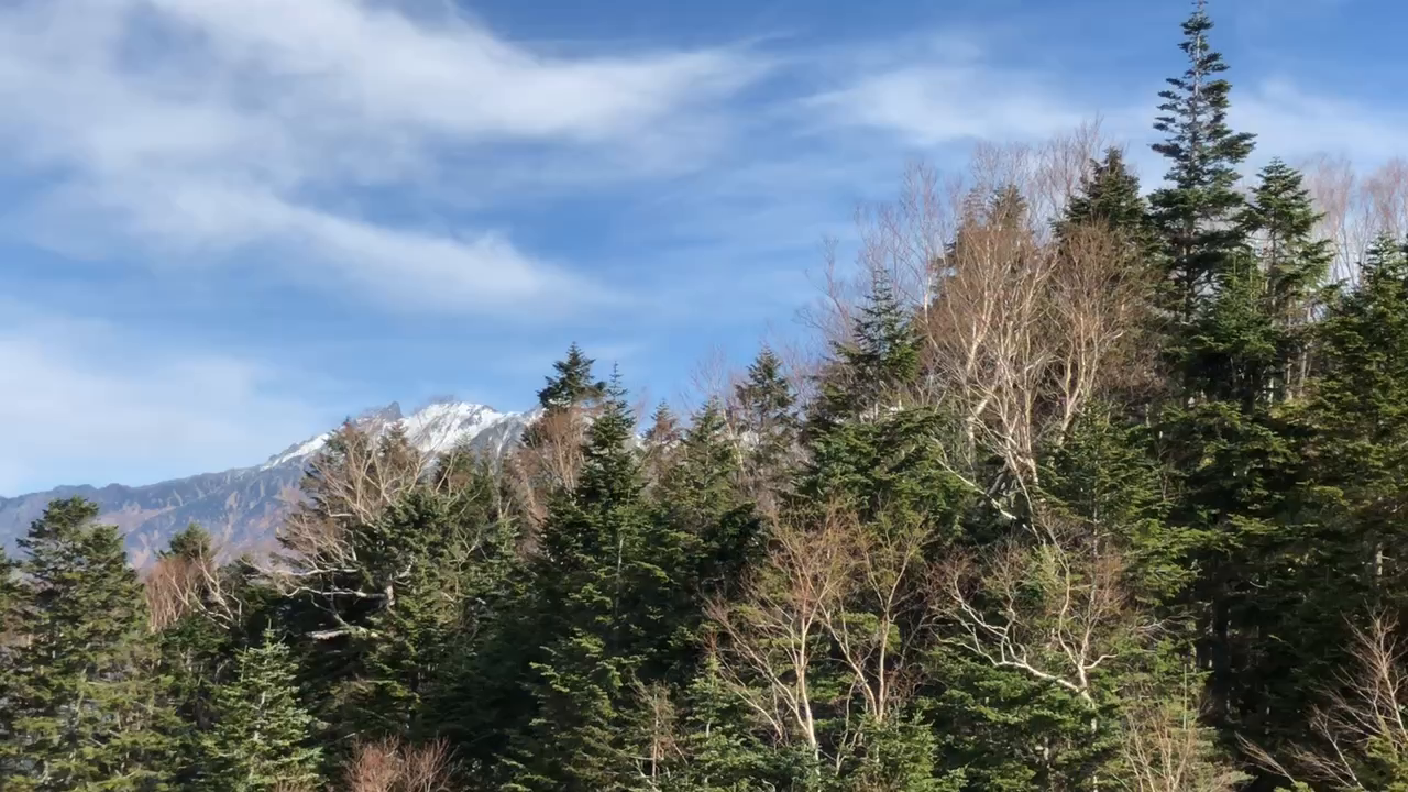 朴の木