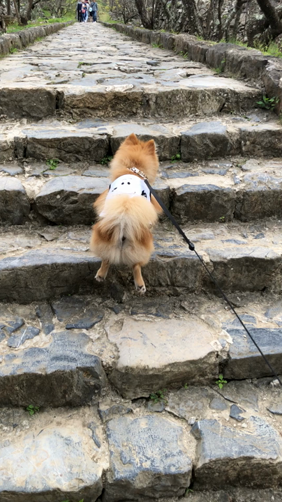 本丸に向かう階段