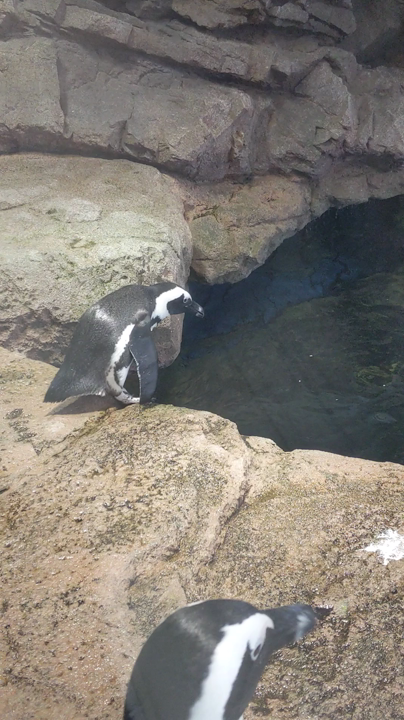 京都水族館の写真・動画_video_3817