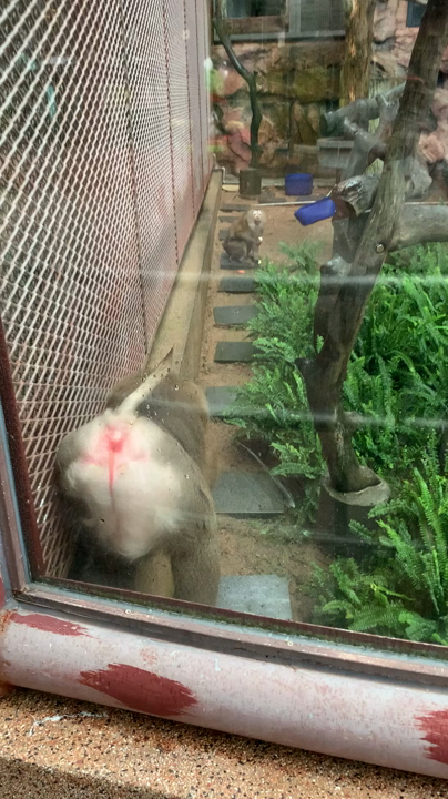 お猿さんも
