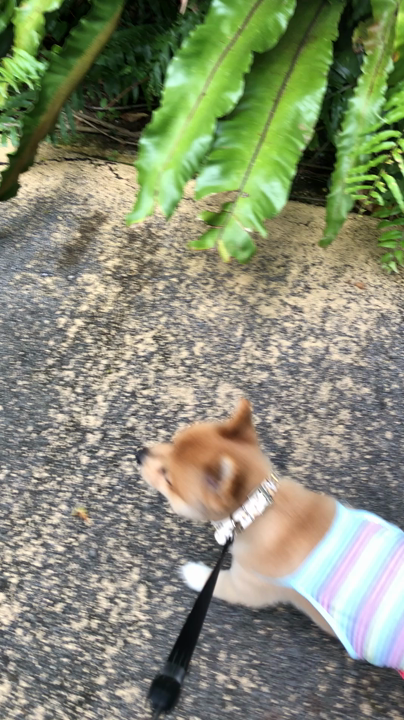 遊歩道