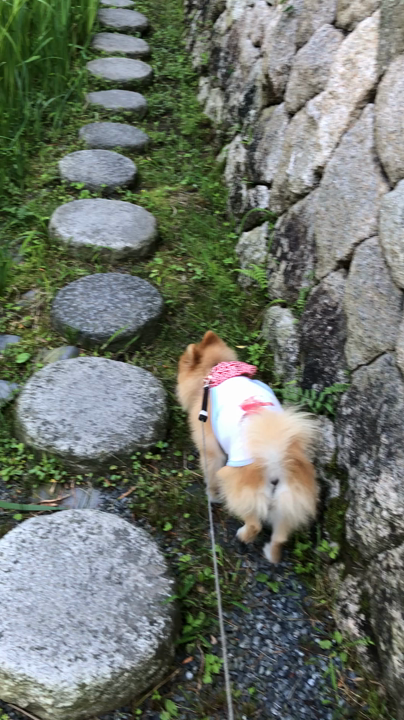 川沿いに散策コースがぁります