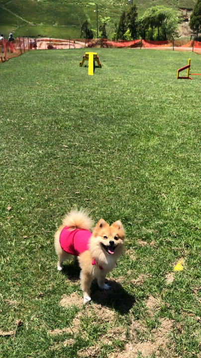 中型犬以上のﾄﾞｯｸﾞﾗﾝ