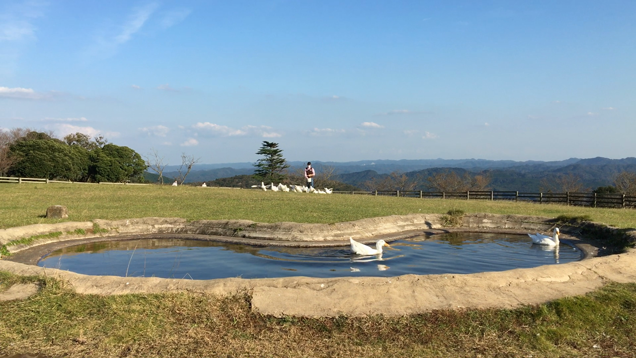 アヒルの大行進