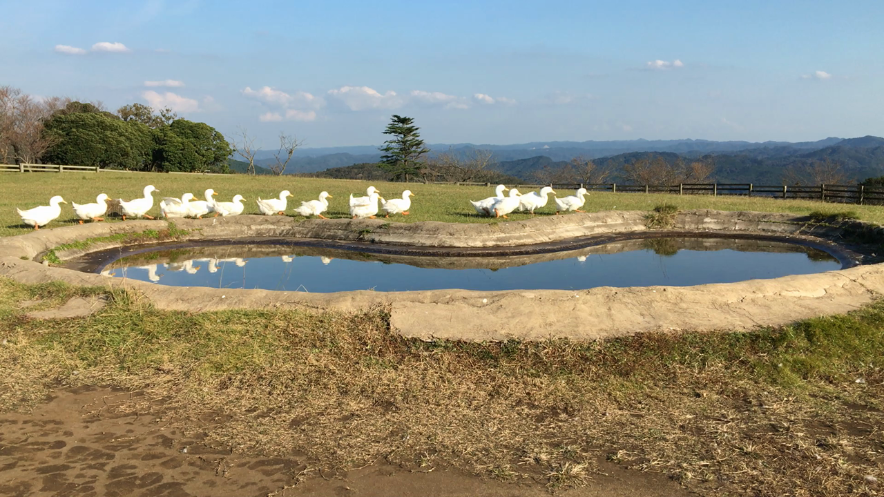アヒルの大行進