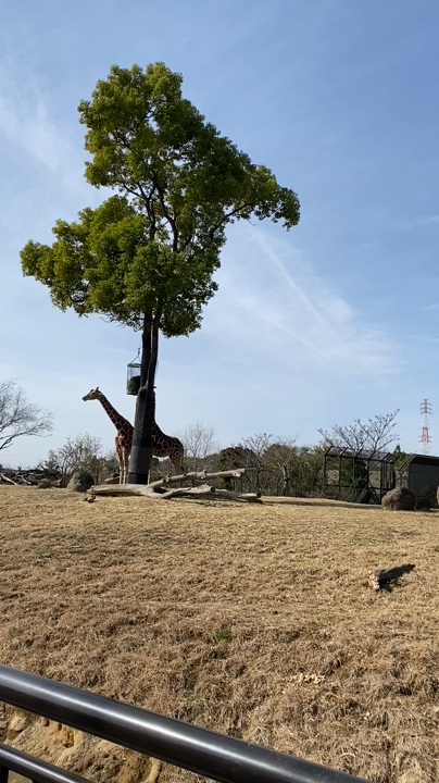 よこはま動物園ズーラシアの写真・動画_video_4889
