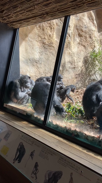 よこはま動物園ズーラシアの写真・動画_video_4890