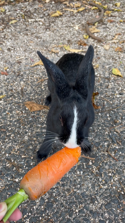 ニンジン🥕は小さく切って行くのが良さそう