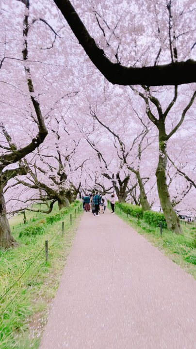 権化堂の桜の道