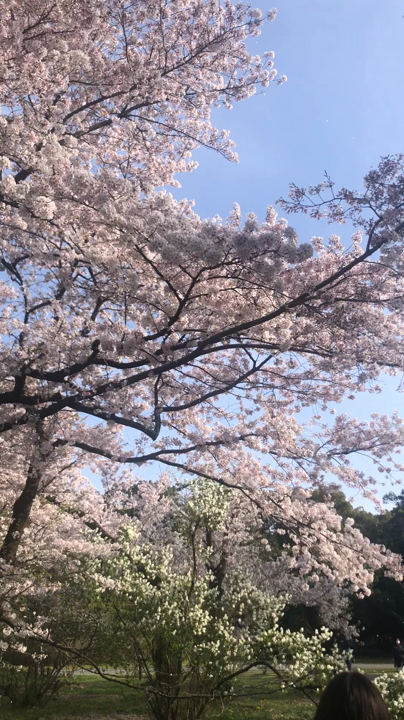 京都府立植物園の写真・動画_video_5069