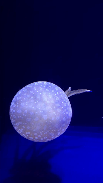 クラゲ〜