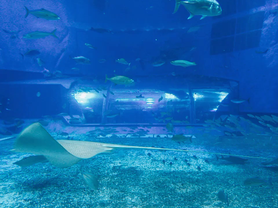 水槽の様子🐟