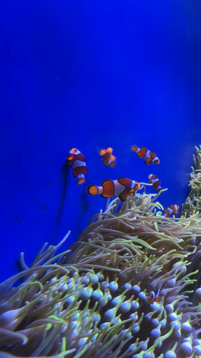 ワイキキ水族館の写真・動画_video_6007