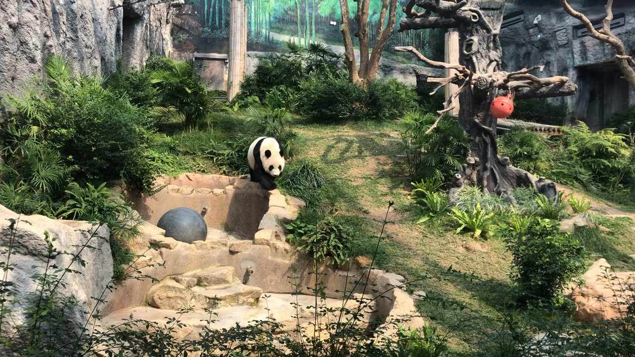 マカオジャイアントパンダ館