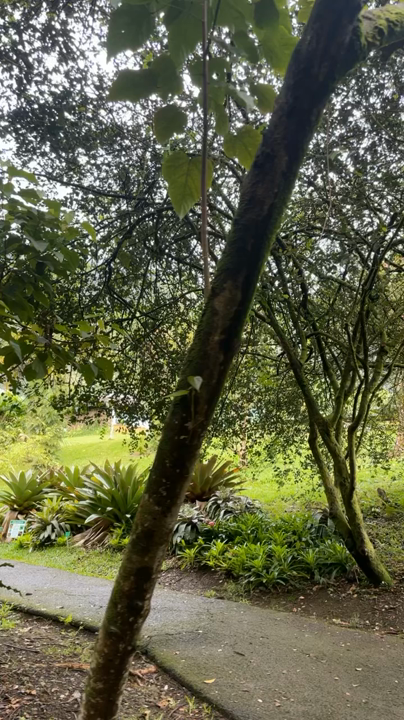 コーコー・クレーター・ボタニカル・ガーデンの写真・動画_video_6129