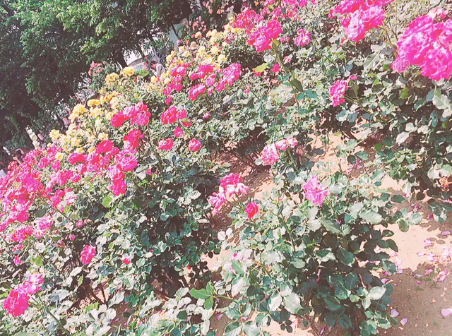 2016年バラ祭りの様子❤︎