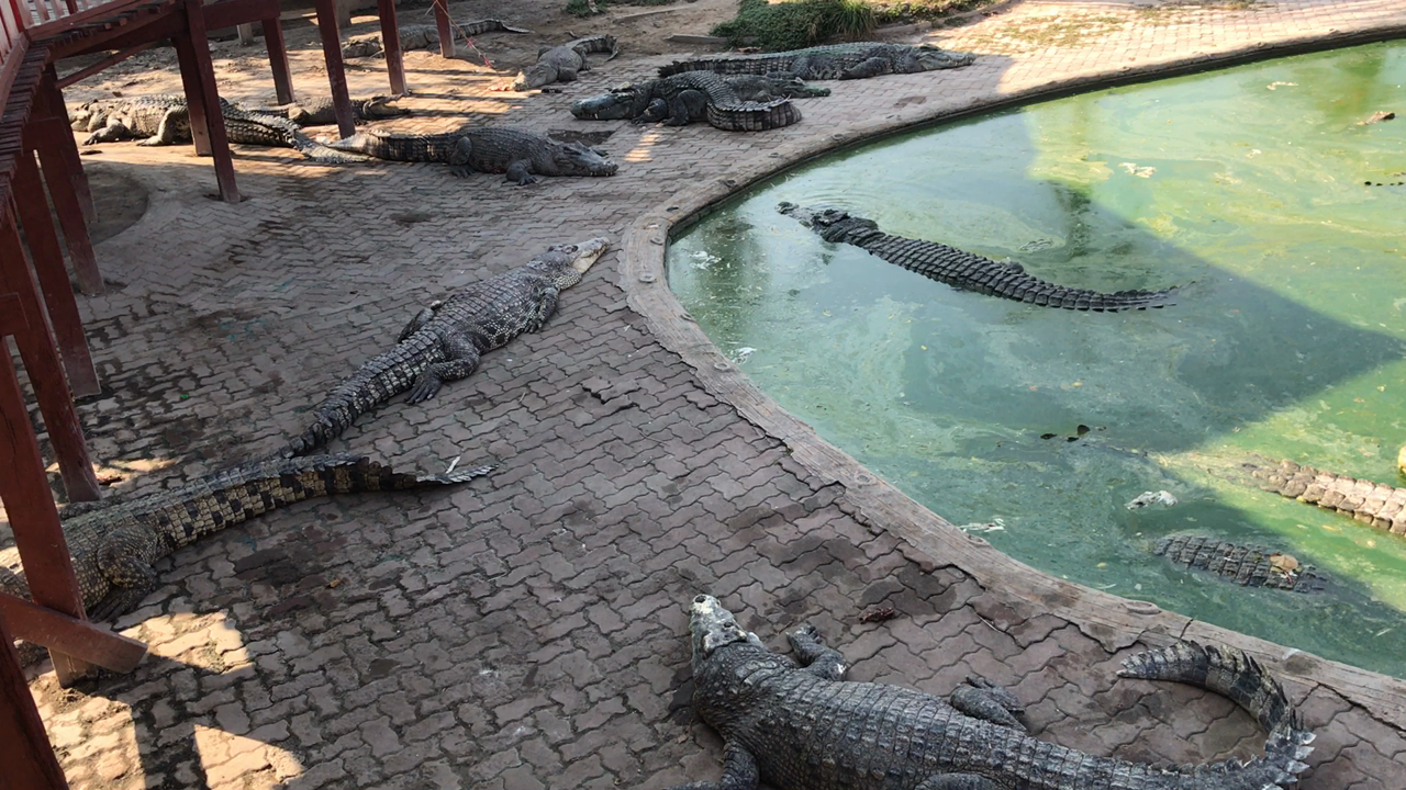 crocodilezoo