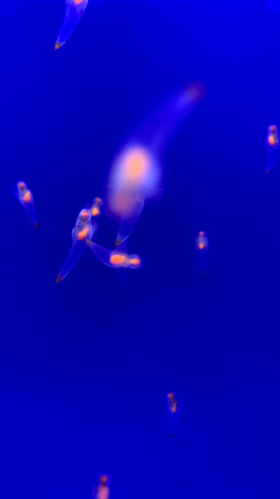 オホーツク流氷館の写真・動画_video_6960