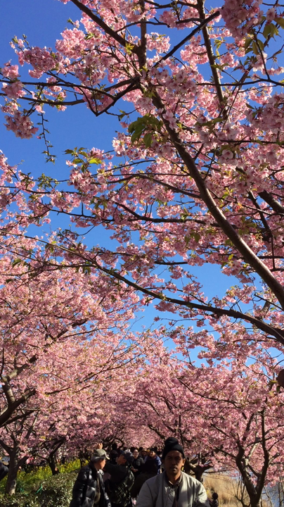 圧巻の桜🌸を堪能してください