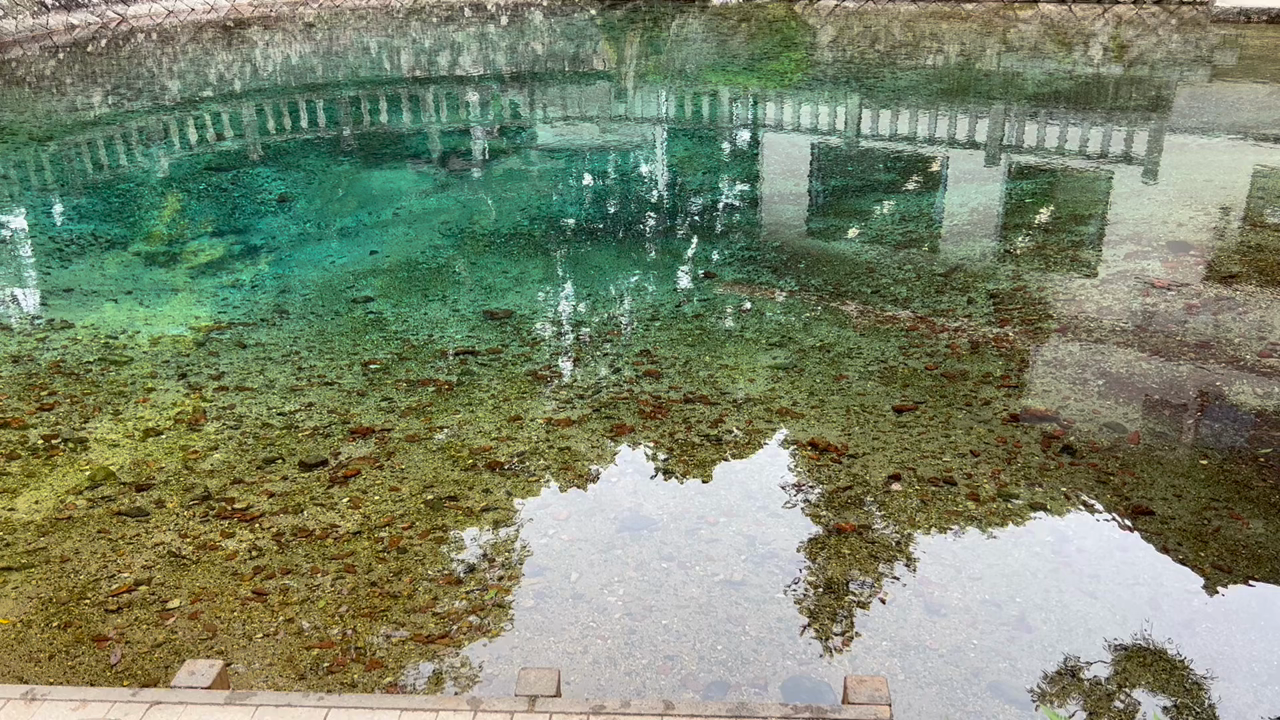 別府弁天池の写真・動画_video_7181
