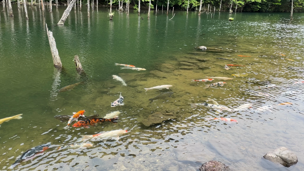一の俣桜公園の写真・動画_video_7183