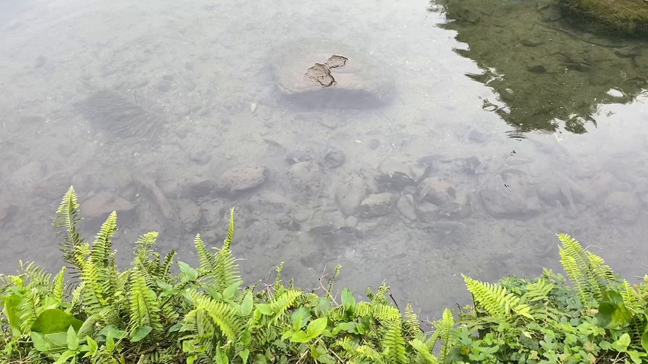 水岸森林休閒農場