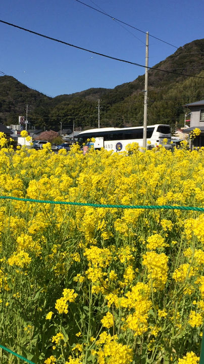 河津川の写真・動画_video_786